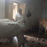 ऑपरेशन शंखनाद: जशपुर पुलिस ने तस्करों के कब्जे से पांच मवेशियों को कराया मुक्त