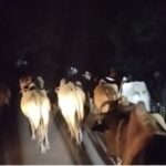 ऑपरेशन शंखनाद 17 गौवंश को तस्करों से कराया मुक्त, एक फरार आरोपी गिरफ्तार