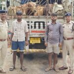 सीपत पुलिस की बड़ी कार्रवाई: मवेशी तस्करी में लिप्त दो आरोपी गिरफ्तार, वाहन सहित 17 मवेशी जप्त
