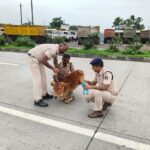 Video: गोवंश और वाहन चालकों की सुरक्षा के लिए पुलिस की अनूठी पहल: पहनाएंगे रेडियम पट्टी