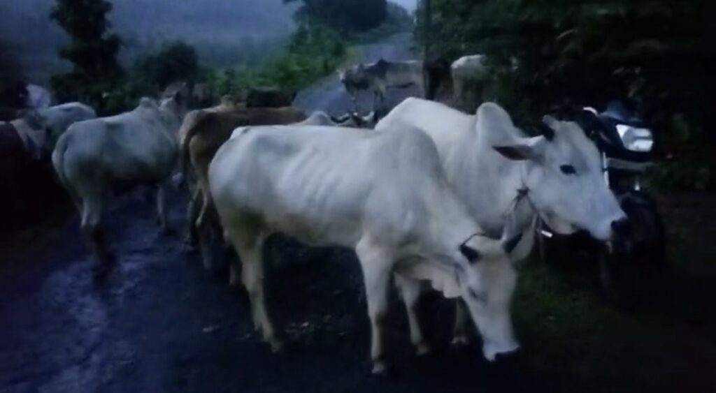 NH-45 पर दर्दनाक हादसा, अज्ञात वाहन की टक्कर से 13 गौवंशों की मौत, 4 घायल पुलिस ने किया वाहन चालक और मवेशी मालिक पर अपराध दर्ज