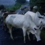 NH-45 पर दर्दनाक हादसा, अज्ञात वाहन की टक्कर से 13 गौवंशों की मौत, 4 घायल पुलिस ने किया वाहन चालक और मवेशी मालिक पर अपराध दर्ज