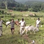 ऑपरेशन शंखनाद के तहत जशपुर पुलिस ने 35 गौवंशों को तस्करों से मुक्त कराया, एक को किया गिरफ्तार