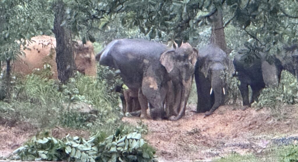मानव-हाथी संघर्ष कम करने वन वृत्त बिलासपुर संभाग की प्रभावी पहल