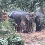 मानव-हाथी संघर्ष कम करने वन वृत्त बिलासपुर संभाग की प्रभावी पहल