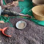 छत्तीसगढ़ में मखाना उत्पादन को प्रोत्साहन,योजना का तेजी के साथ हो रहा है क्रियान्वयन