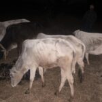 जशपुर पुलिस ने गौ तस्करी का प्रयास किया विफल, 6 गौवंश सकुशल मुक्त