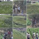 दुर्ग में 8 करोड़ की अवैध अफीम खेती का भंडाफोड़, मक्का के खेत में छिपाकर उगाई जा रही थी फसल-तीन गिरफ्तार