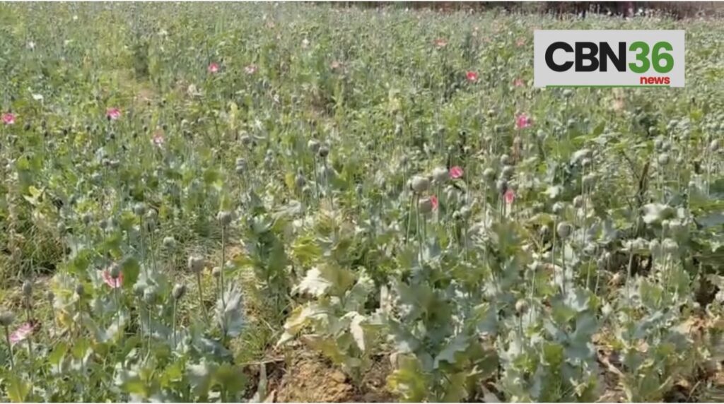 अफीम की खेती के पीछे का सच भयावह और बेहद डरावना, आर्थिक तंगी और लालच भी बड़ा कारण