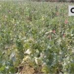 अफीम की खेती के पीछे का सच भयावह और बेहद डरावना, आर्थिक तंगी और लालच भी बड़ा कारण