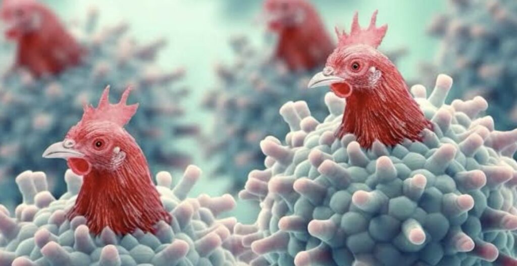 बिलासपुर में बर्ड फ्लू की पुष्टि, 1 किमी क्षेत्र ‘इन्फेक्टेड जोन’ और 10 किमी सर्विलांस जोन’ घोषित