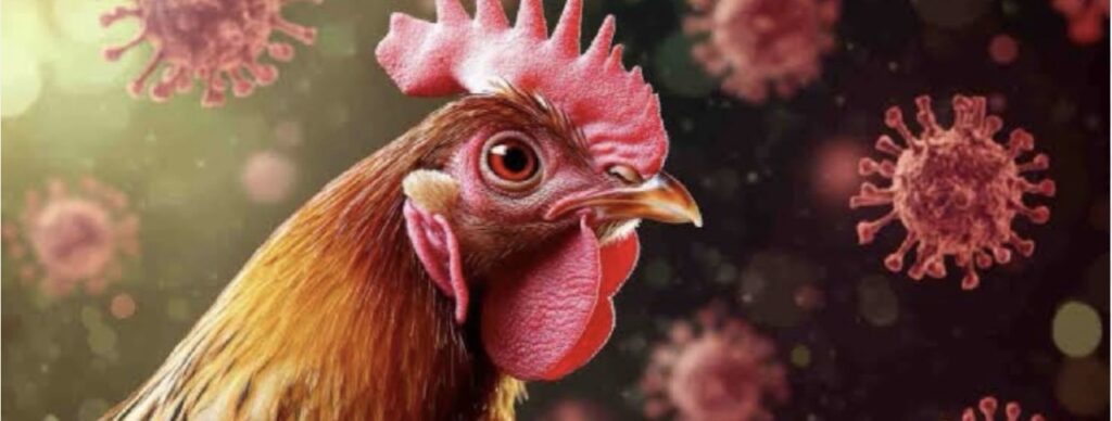 बिलासपुर में बर्ड फ्लू पर काबू, 3 माह तक सख्ती बरकरार