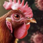 बिलासपुर में बर्ड फ्लू पर काबू, 3 माह तक सख्ती बरकरार