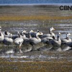 रामसर साइट कोपरा जलाशय की संवेदनशीलता के चलते IMAEC स्टील एंड पावर लिमिटेड ने लिया निर्णय, सकरी में प्रस्तावित स्टील प्लांट परियोजना वापस