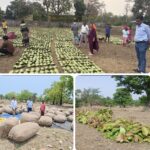 हरा सोना संग्राहकों की आय बढ़ाने की दिशा में बड़ा कदम लगभग 920 करोड़ रुपये के भुगतान का अनुमान, 13 लाख से अधिक परिवार होंगे लाभान्वित