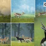 बरनवापारा अभयारण्य बना ब्लैकबक संरक्षण का प्रतीक, मन की बात में मिली राष्ट्रीय पहचान