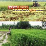 हरी खाद से बढ़ेगा उत्पादन, मिट्टी की सेहत होगी बेहतर