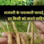 छत्तीसगढ़ की जड़ी-बूटियों से महकेगा नारी शक्ति का स्वावलंबन,औषधि पादप बोर्ड की पहल से आत्मनिर्भरता की नई इबारत लिख रहीं ग्रामीण महिलाएं
