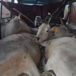 ऑपरेशन शंखनाद के तहत जशपुर पुलिस की बड़ी कार्रवाई, 5 गौवंश मुक्त, फरार तस्कर गिरफ्तार