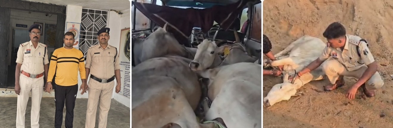 ऑपरेशन शंखनाद के तहत जशपुर पुलिस की बड़ी कार्रवाई, 5 गौवंश मुक्त, फरार तस्कर गिरफ्तार