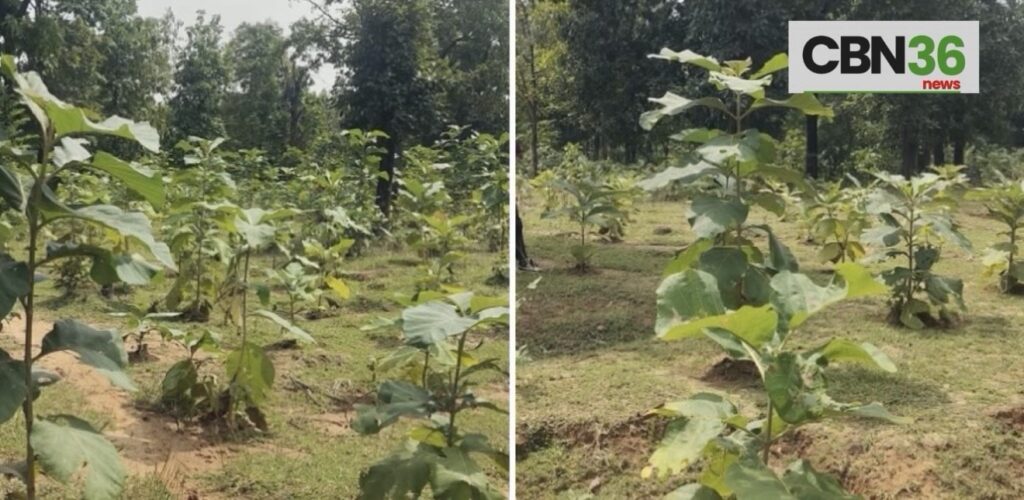 बिलासपुर वन विकास निगम की हरित क्रांति,5 वर्षों में रोपे गए 27 लाख से अधिक पौधे, 951 हेक्टेयर से अधिक क्षेत्र में फैला हरित आवरण