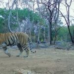उदंती-सीतानदी टाइगर रिजर्व में बाघिन की मौजूदगी दर्ज, कैमरा ट्रैप में कैद हुई तस्वीरें