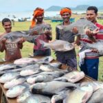 नीली क्रांति’ से समृद्धि की ओर: मछली पालन बना ग्रामीण विकास, रोजगार और आत्मनिर्भरता का नया आधार