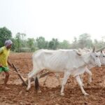 मानसून की दस्तक से खेती-किसानी ने पकड़ी रफ्तार, प्रदेश में 4.77 लाख हेक्टेयर में हुई बोनी