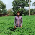 प्राकृतिक खेती की ओर बढ़ रहे किसान, हरी खाद से कम होगी लागत और बढ़ेगी मिट्टी की उर्वरता