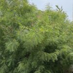 बादलों ने छीनी सूरज की तपिश, बिलासपुर पर मेहरबान हुआ मानसून