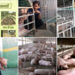 सीड बॉल अभियान- हरियाली बढ़ाने का सरल और प्रभावी माध्यम