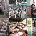आधुनिक सूकरपालन से स्वरोजगार: 400 से अधिक सूकरों के साथ ग्रेसी ने लिखी सफलता की नई इबारत