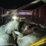 ऑपरेशन शंखनाद: 17 गौवंश तस्करों के चंगुल से मुक्त
