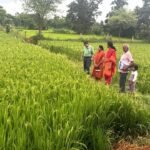 खेतों में पहुंचकर उप संचालक ने किया डिजिटल क्रॉप सर्वे का सत्यापन