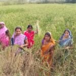 खस की पहली फसल से महिलाओं ने कमाए 1.12 लाख रुपये